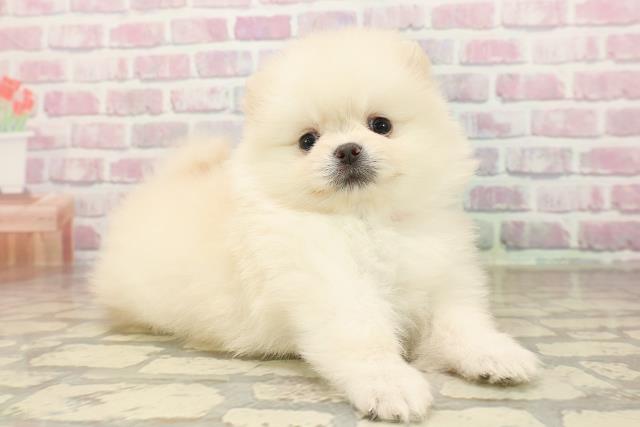 神奈川県のポメラニアン (Coo&RIKUパウ川崎店/2025年8月16日生まれ/女の子/クリーム)の子犬の3枚目の画像