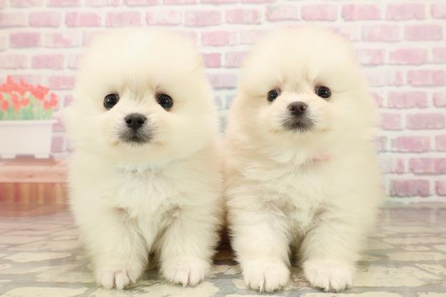 神奈川県のポメラニアン (Coo&RIKUパウ川崎店/2025年8月16日生まれ/女の子/クリーム)の子犬の4枚目の画像