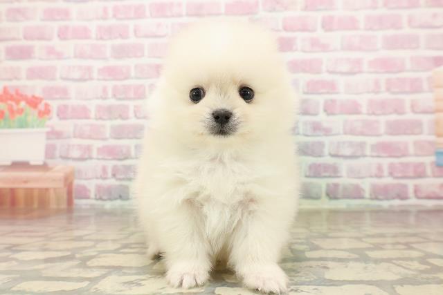 神奈川県のポメラニアン (Coo&RIKU相模原店/2025年8月16日生まれ/男の子/クリーム)の子犬の1枚目の画像