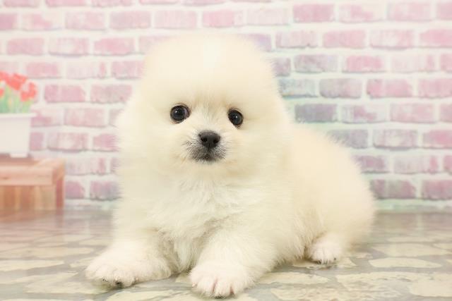 神奈川県のポメラニアン (Coo&RIKU相模原店/2025年8月16日生まれ/男の子/クリーム)の子犬の2枚目の画像