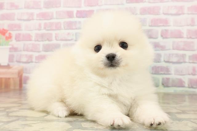 神奈川県のポメラニアン (Coo&RIKU相模原店/2025年8月16日生まれ/男の子/クリーム)の子犬の3枚目の画像