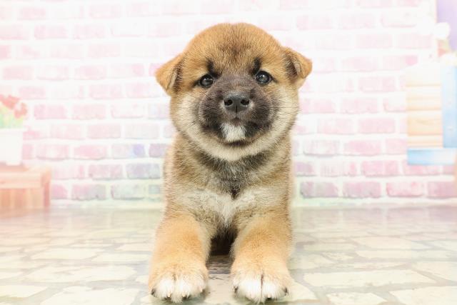 柴犬