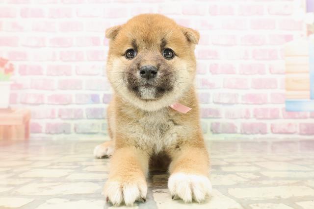 沖縄県の柴犬(標準サイズ) (Coo&RIKUイーアス沖縄豊崎店/2025年8月16日生まれ/女の子/赤)の子犬