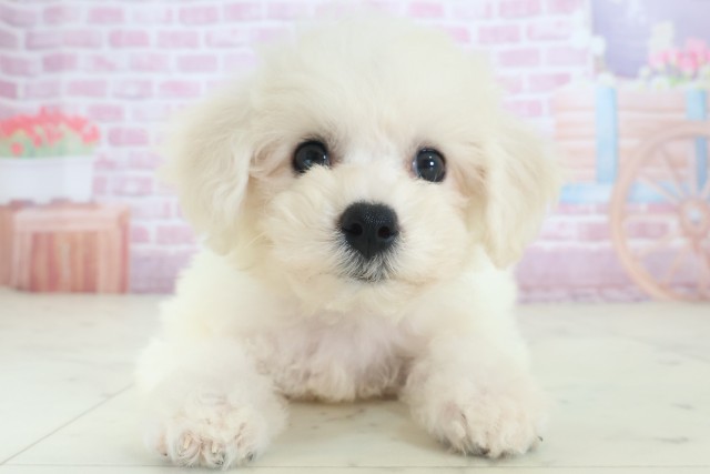 岡山県のビションフリーゼ (Coo&RIKU岡山店/2025年8月16日生まれ/男の子/ホワイト)の子犬