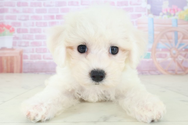 広島県のビションフリーゼ (Coo&RIKU東広島店/2025年8月16日生まれ/男の子/ホワイト)の子犬の1枚目の画像