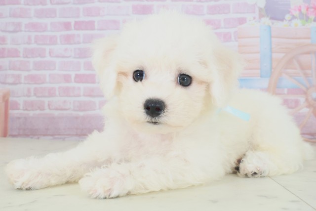 広島県のビションフリーゼ (Coo&RIKU東広島店/2025年8月16日生まれ/男の子/ホワイト)の子犬の3枚目の画像