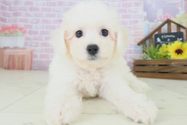 山口県のビションフリーゼ (Coo&RIKUサンパークあじす店/2025年8月16日生まれ/女の子/ホワイト)の子犬の1枚目の画像