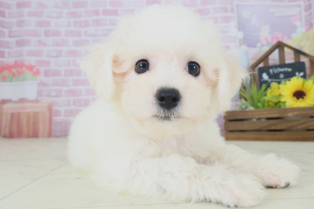 山口県のビションフリーゼ (Coo&RIKUサンパークあじす店/2025年8月16日生まれ/女の子/ホワイト)の子犬の2枚目の画像