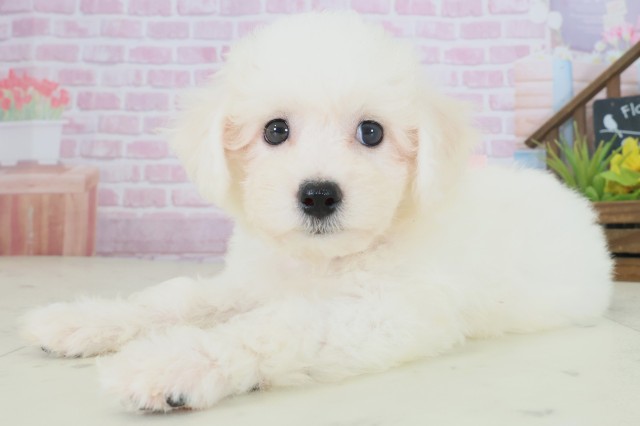 山口県のビションフリーゼ (Coo&RIKUサンパークあじす店/2025年8月16日生まれ/女の子/ホワイト)の子犬の3枚目の画像