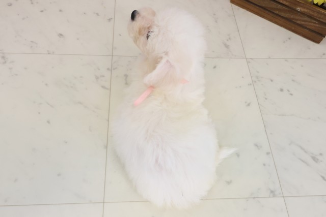 山口県のビションフリーゼ (Coo&RIKUサンパークあじす店/2025年8月16日生まれ/女の子/ホワイト)の子犬の4枚目の画像