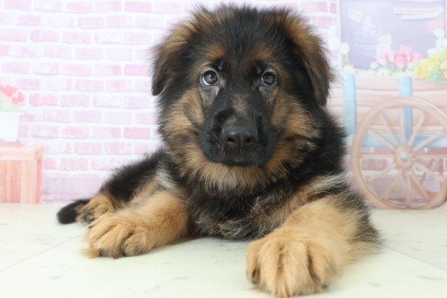 広島県のハーフ犬・ミックス犬 (Coo&RIKU福山店/2025年8月6日生まれ/男の子/ブラックタン)の子犬
