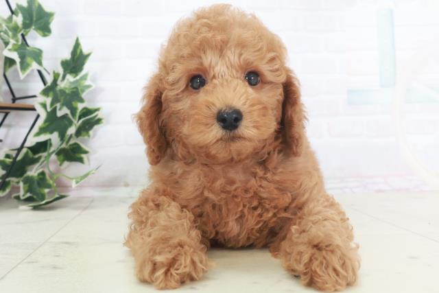 福岡県のトイプードル(トイ) (Coo&RIKU久留米店/2025年8月13日生まれ/男の子/レッド)の子犬