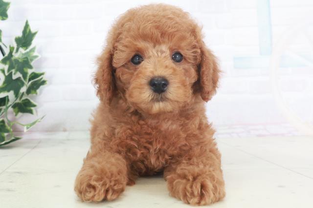 福岡県のトイプードル(トイ) (Coo&RIKU福岡古賀店/2025年8月13日生まれ/男の子/レッド)の子犬
