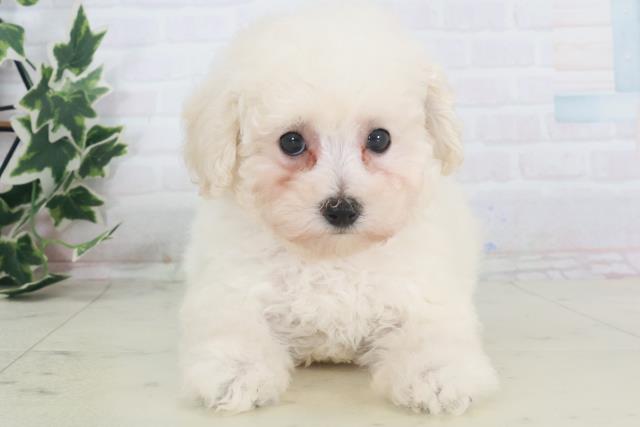 広島県のトイプードル(トイ) (Coo&RIKU広島北店/2025年8月14日生まれ/女の子/ホワイト)の子犬の1枚目の画像