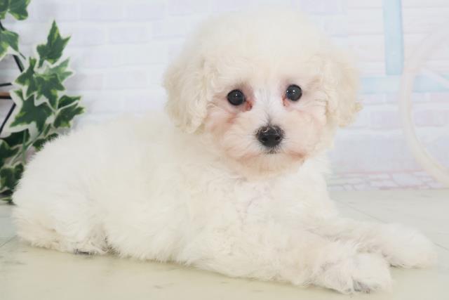 広島県のトイプードル(トイ) (Coo&RIKU広島北店/2025年8月14日生まれ/女の子/ホワイト)の子犬の2枚目の画像
