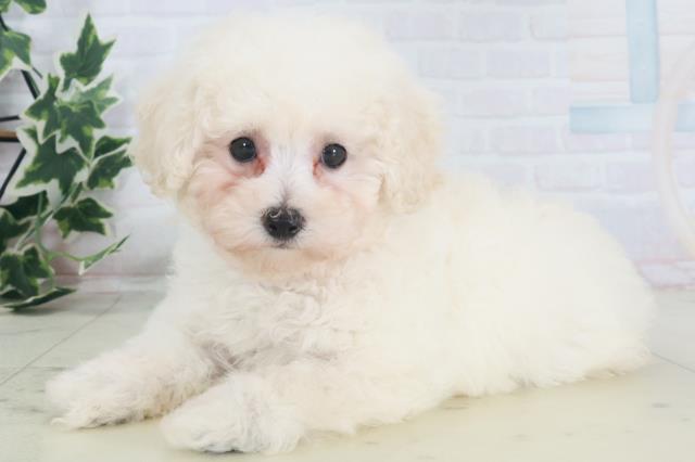 広島県のトイプードル(トイ) (Coo&RIKU広島北店/2025年8月14日生まれ/女の子/ホワイト)の子犬の3枚目の画像