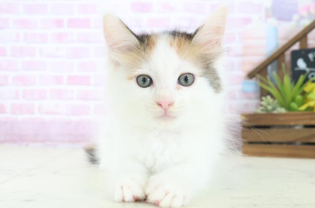 鹿児島県のメインクーン (Coo&RIKU鹿児島店/2025年8月13日生まれ/女の子/キャリコ)の子猫の1枚目の画像
