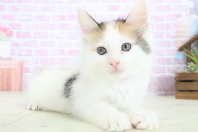 鹿児島県のメインクーン (Coo&RIKU鹿児島店/2025年8月13日生まれ/女の子/キャリコ)の子猫の2枚目の画像
