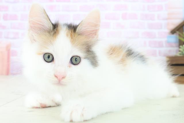 鹿児島県のメインクーン (Coo&RIKU鹿児島店/2025年8月13日生まれ/女の子/キャリコ)の子猫の3枚目の画像