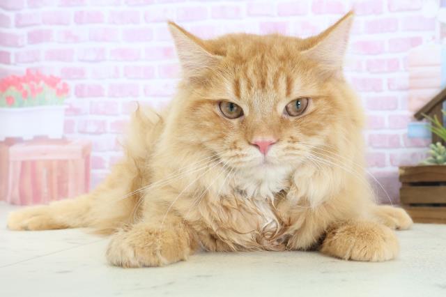 岡山県のサイベリアン (Coo&RIKU岡山店/2025年3月11日生まれ/男の子/レッドタビー)の子猫