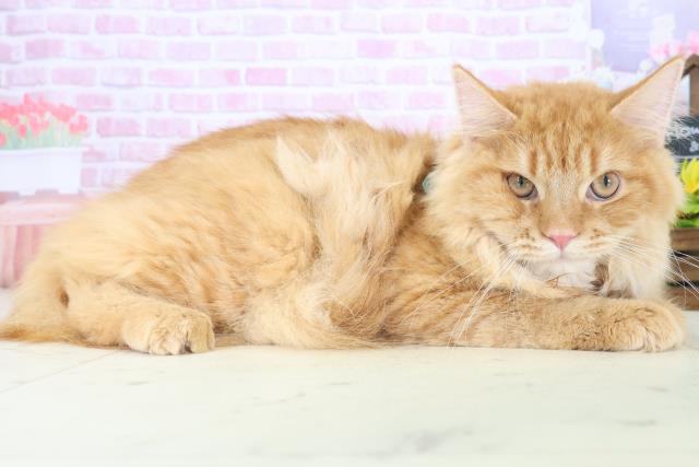岡山県のサイベリアン (Coo&RIKU岡山店/2025年3月11日生まれ/男の子/レッドタビー)の子猫の2枚目の画像