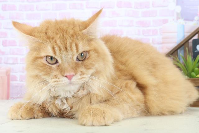 岡山県のサイベリアン (Coo&RIKU岡山店/2025年3月11日生まれ/男の子/レッドタビー)の子猫の3枚目の画像