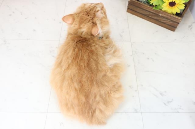 岡山県のサイベリアン (Coo&RIKU岡山店/2025年3月11日生まれ/男の子/レッドタビー)の子猫の4枚目の画像