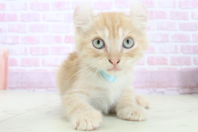 広島県のアメリカンカール (Coo&RIKU広島中央店/2025年7月29日生まれ/男の子/レッドタビー)の子猫