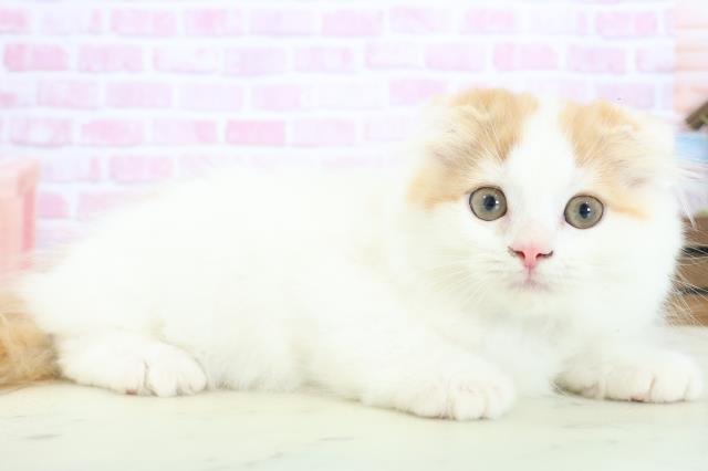 福岡県のスコティッシュフォールド (Coo&RIKU福岡古賀店/2025年7月27日生まれ/男の子/レッドタビーホワイト)の子猫の2枚目の画像