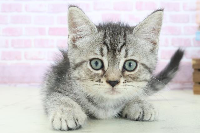 広島県のマンチカン (Coo&RIKU広島北店/2025年8月15日生まれ/男の子/シルバータビー)の子猫の1枚目の画像