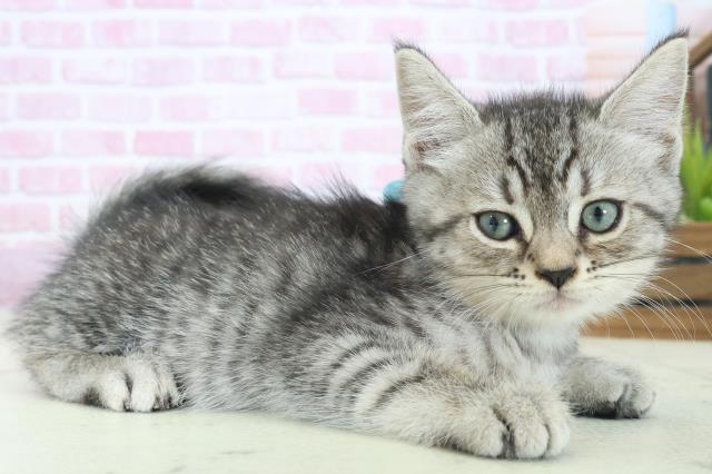 広島県のマンチカン (Coo&RIKU広島北店/2025年8月15日生まれ/男の子/シルバータビー)の子猫の2枚目の画像