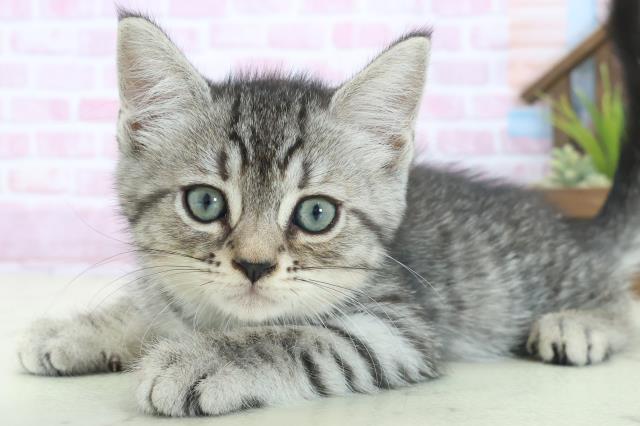 広島県のマンチカン (Coo&RIKU広島北店/2025年8月15日生まれ/男の子/シルバータビー)の子猫の3枚目の画像