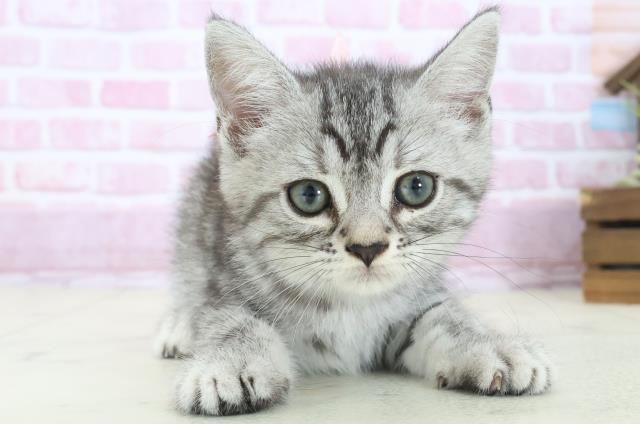 広島県のマンチカン (Coo&RIKU福山店/2025年8月15日生まれ/女の子/シルバータビー)の子猫の1枚目の画像