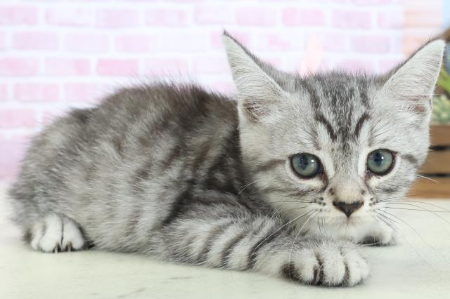 広島県のマンチカン (Coo&RIKU福山店/2025年8月15日生まれ/女の子/シルバータビー)の子猫の2枚目の画像