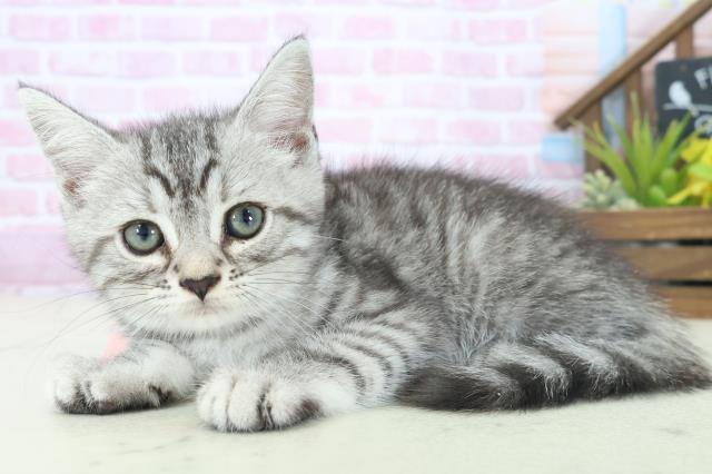 広島県のマンチカン (Coo&RIKU福山店/2025年8月15日生まれ/女の子/シルバータビー)の子猫の3枚目の画像