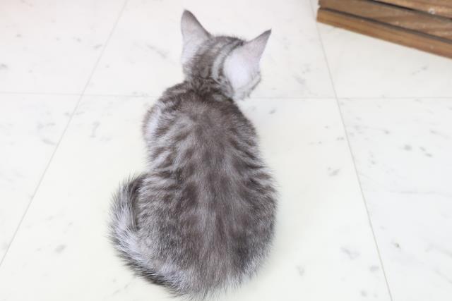 広島県のマンチカン (Coo&RIKU福山店/2025年8月15日生まれ/女の子/シルバータビー)の子猫の4枚目の画像
