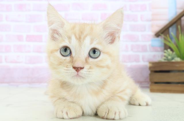 広島県のスクーカム(スクークム) (Coo&RIKU福山店/2025年7月26日生まれ/男の子/レッドタビー)の子猫