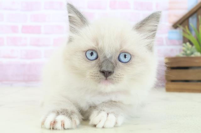 島根県のラグドール (Coo&RIKU出雲店/2025年8月12日生まれ/女の子/ブルーポイントミテッド)の子猫の1枚目の画像