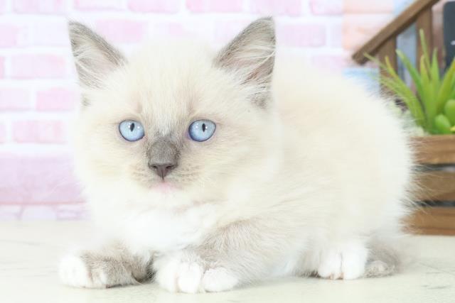 島根県のラグドール (Coo&RIKU出雲店/2025年8月12日生まれ/女の子/ブルーポイントミテッド)の子猫の3枚目の画像
