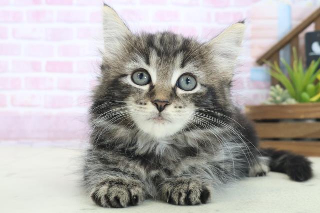 福岡県のノルウェージャンフォレストキャット (Coo&RIKUゆめタウン飯塚店/2025年8月12日生まれ/女の子/ブラウンタビー)の子猫の1枚目の画像