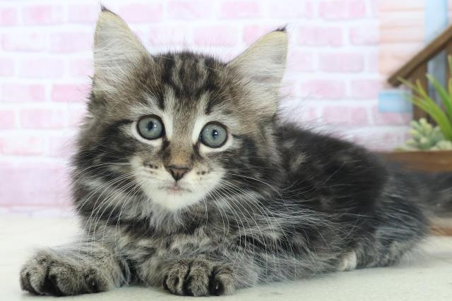 福岡県のノルウェージャンフォレストキャット (Coo&RIKUゆめタウン飯塚店/2025年8月12日生まれ/女の子/ブラウンタビー)の子猫の3枚目の画像