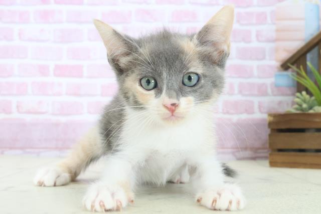 広島県のマンチカン (Coo&RIKU東広島店/2025年8月13日生まれ/女の子/ダイリュートキャリコ)の子猫の1枚目の画像