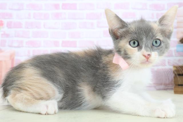 広島県のマンチカン (Coo&RIKU東広島店/2025年8月13日生まれ/女の子/ダイリュートキャリコ)の子猫の2枚目の画像