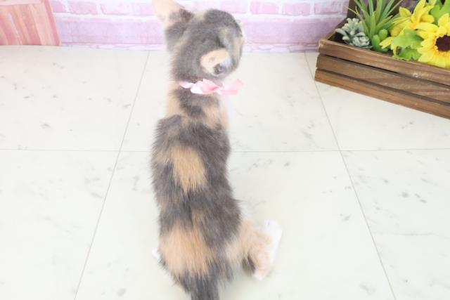 広島県のマンチカン (Coo&RIKU東広島店/2025年8月13日生まれ/女の子/ダイリュートキャリコ)の子猫の4枚目の画像