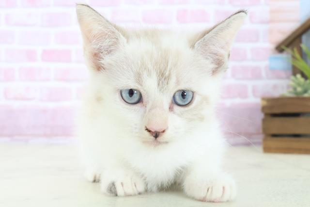 宮崎県のマンチカン (Coo&RIKU宮崎店/2025年8月13日生まれ/女の子/シールリンクスポイントホワイト)の子猫の1枚目の画像