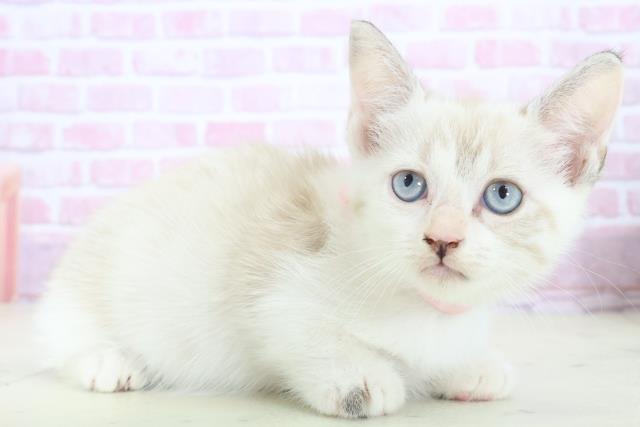 宮崎県のマンチカン (Coo&RIKU宮崎店/2025年8月13日生まれ/女の子/シールリンクスポイントホワイト)の子猫の2枚目の画像