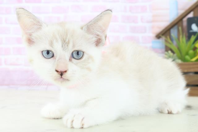 宮崎県のマンチカン (Coo&RIKU宮崎店/2025年8月13日生まれ/女の子/シールリンクスポイントホワイト)の子猫の3枚目の画像
