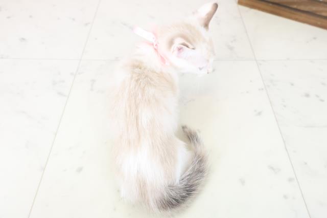 宮崎県のマンチカン (Coo&RIKU宮崎店/2025年8月13日生まれ/女の子/シールリンクスポイントホワイト)の子猫の4枚目の画像