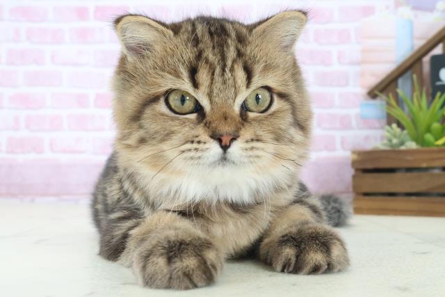 広島県のフォールデックス (Coo&RIKU東広島店/2025年5月10日生まれ/男の子/ブラウンタビー)の子猫の1枚目の画像