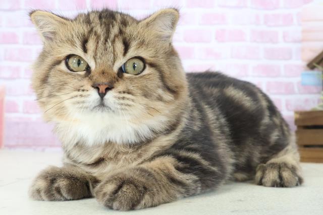 広島県のフォールデックス (Coo&RIKU東広島店/2025年5月10日生まれ/男の子/ブラウンタビー)の子猫の3枚目の画像